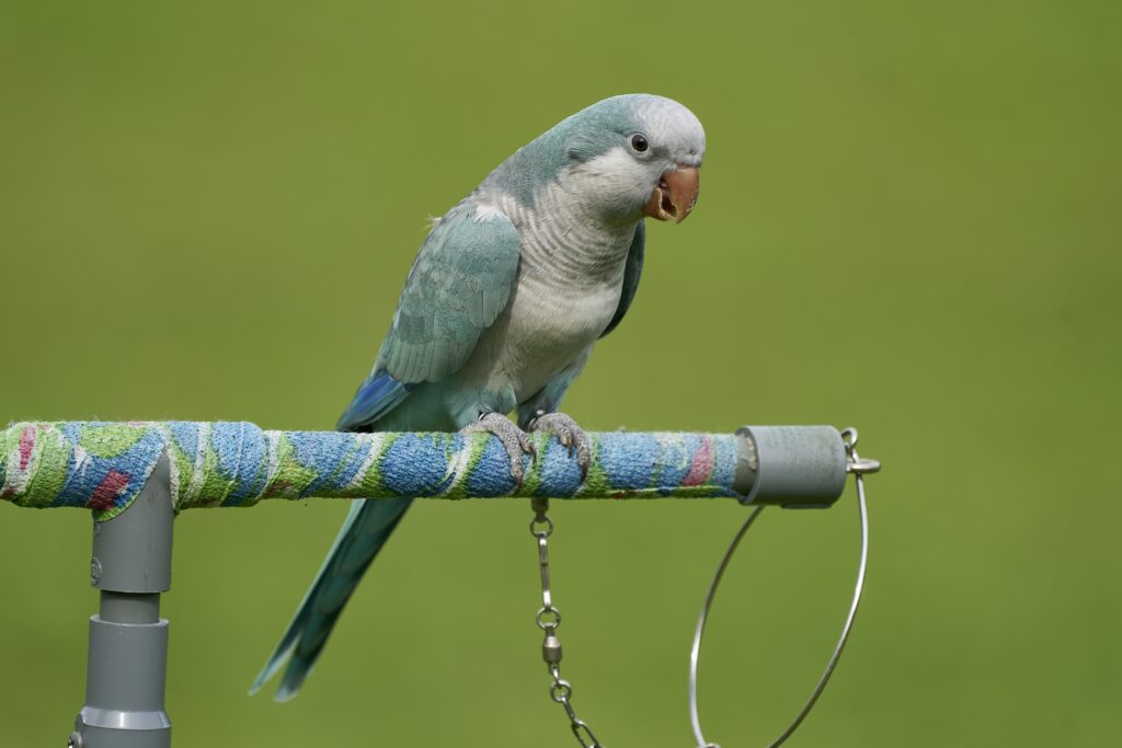 Bleu the Blue Quaker