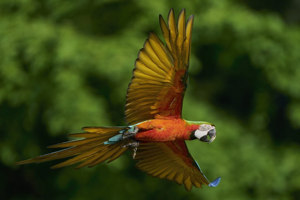 Cactus the Harlequin Macaw