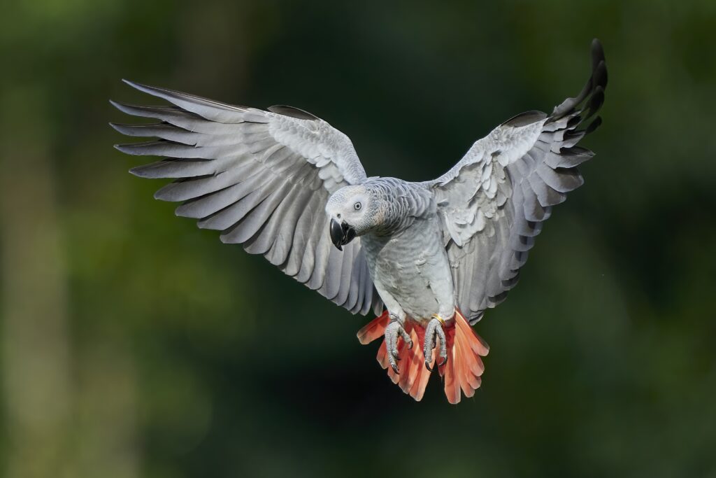Smokey the Congo African Grey