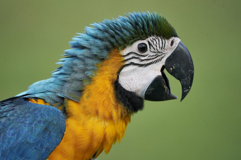 Rainbow the Blue & Gold Macaw