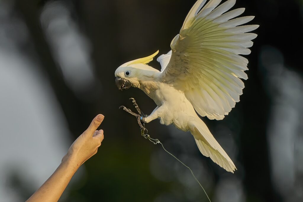 Roxy the Sulphur Crested Cockatoo