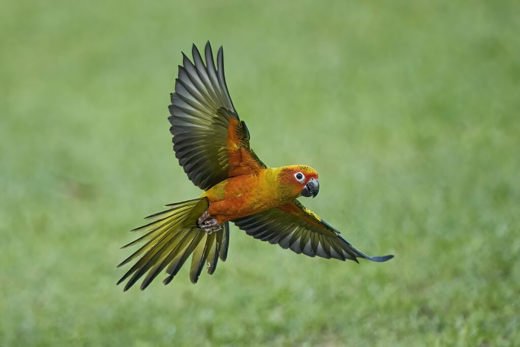 Lola the Sun Conure