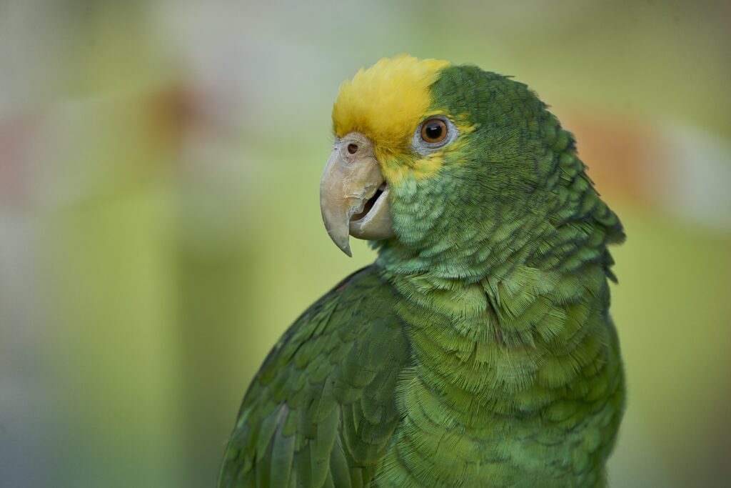 Godzilla the Double Yellow Headed Amazon