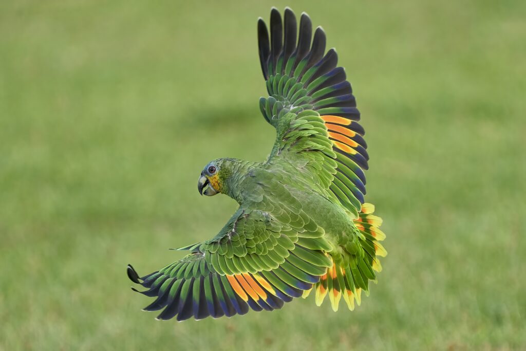 Olive the Orange Winged Amazon