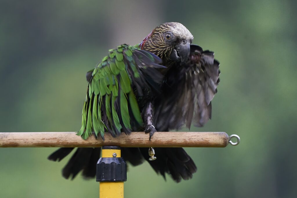 Draco the Hawk Headed Parrot