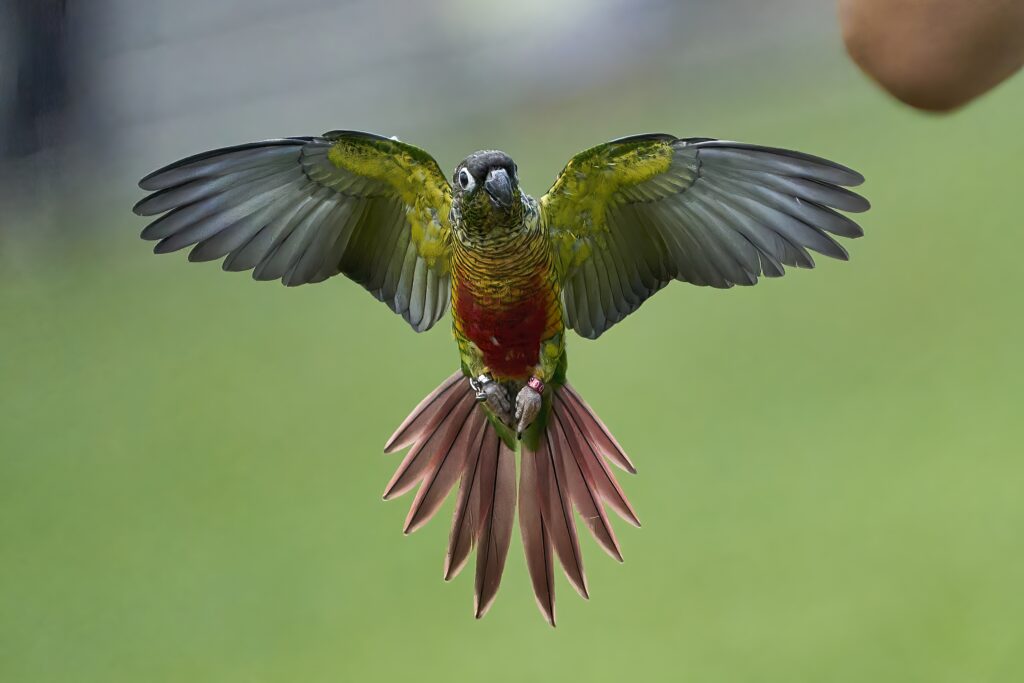 JiaJia the Yellow Sided Conure