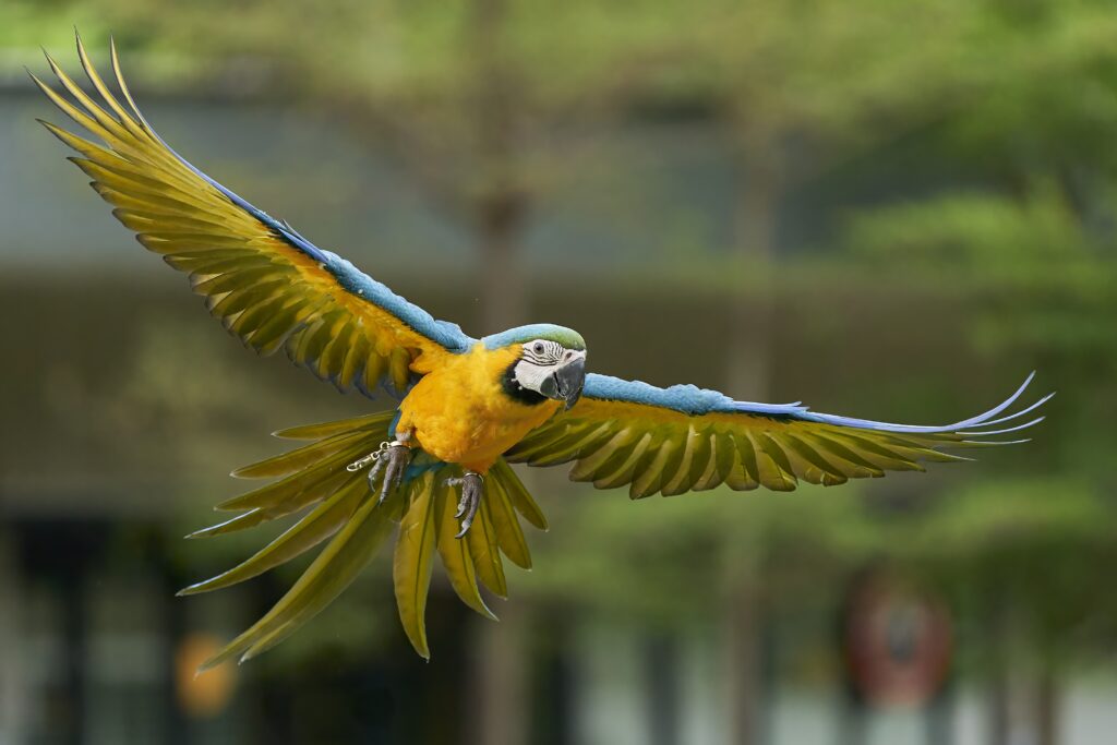 Ranger the Blue & Gold Macaw