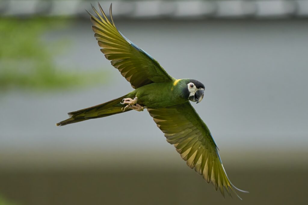 Angel the Yellow Collared Macaw