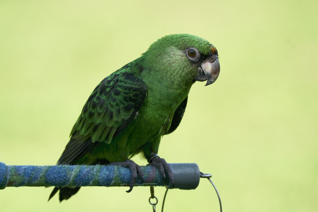 Lucky the Jardine Parrot