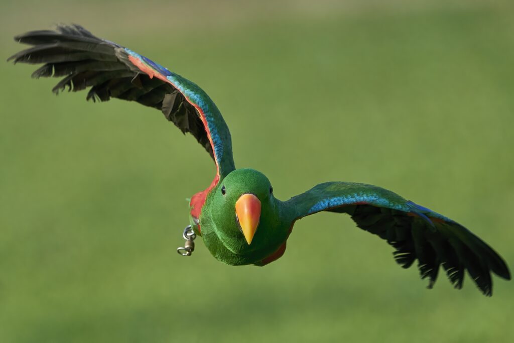 Hunter the Green Eclectus