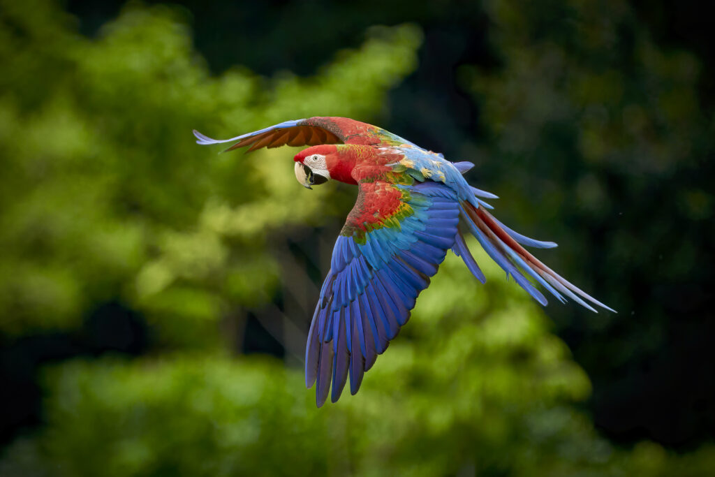 Royal the Ruby Macaw