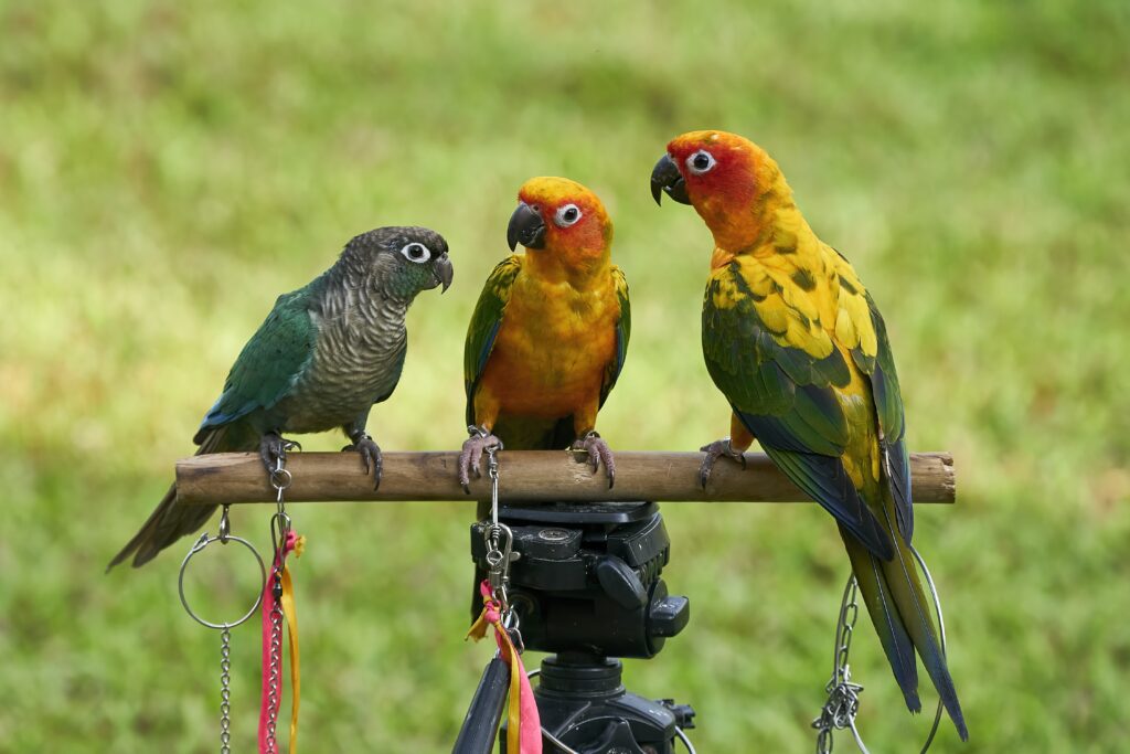 the Conures