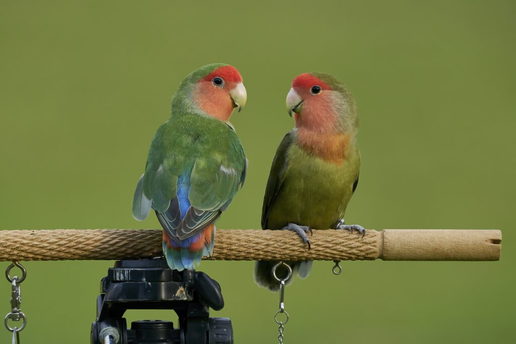 the Lovebirds