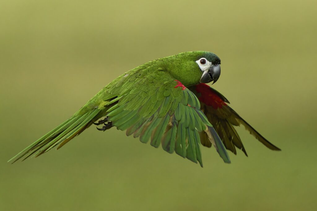 Nara the Hahns Macaw