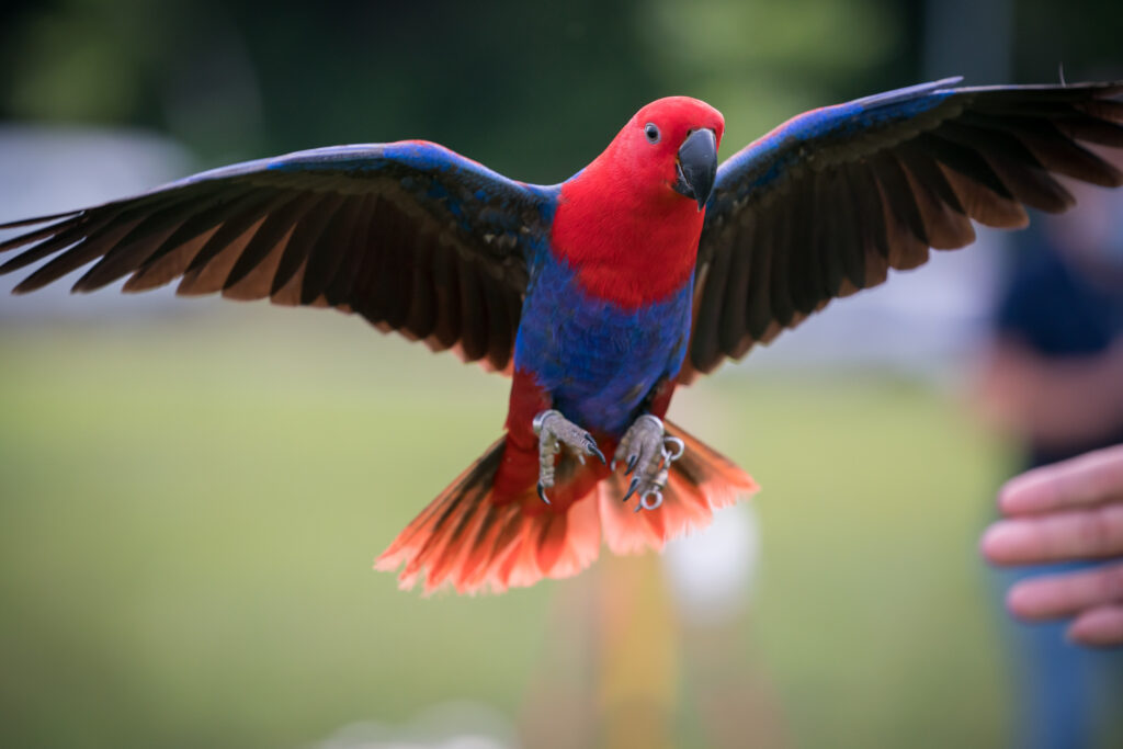 Hayley the Red Eclectus